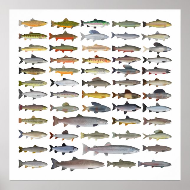 Poster Truite, omble, Grayling, Hucho et Whitefish Group (Devant)
