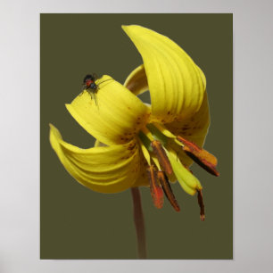 Poster Truite Sauvage Lily Et Fluciole Ami