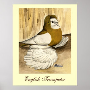 Poster Trumpeter Pigeon jaune