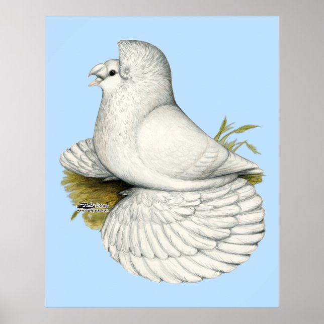 Poster Trumpeter Pigeon White (Devant)