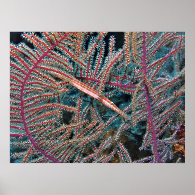 Poster Trumpetfish dans le corail (Devant)