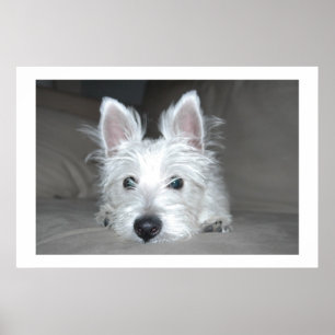 Poster Tucker
