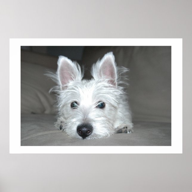 Poster Tucker (Devant)