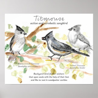 Poster Tufted Titmouse Songbird Leaves Trees