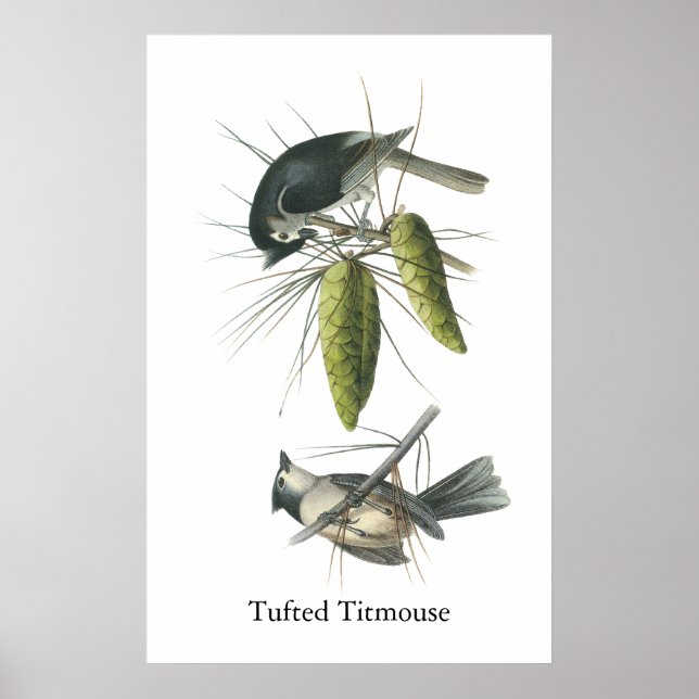 Poster Tufted Titsouris, John Audubon (Devant)
