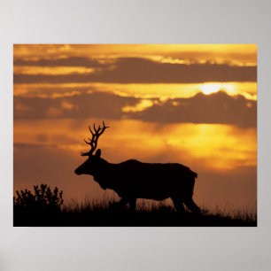 Poster Tule Elk   Côte nationale Point Reyes