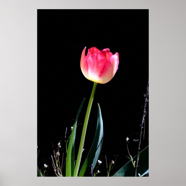 Poster Tuliforme de printemps (Devant)