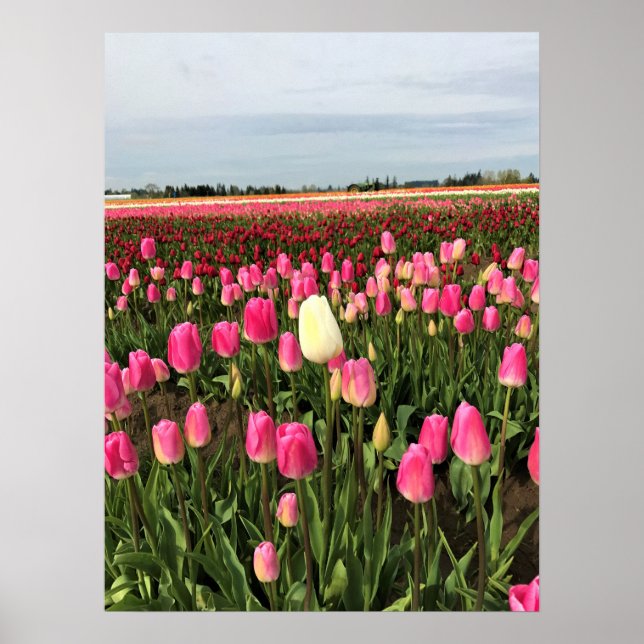 Poster Tulip Farm (Devant)