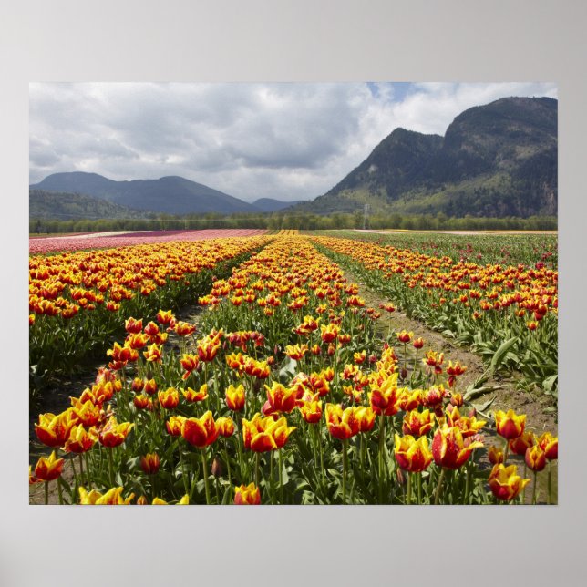 Poster Tulip Farm près d'Agassiz, Colombie-Britannique, (Devant)
