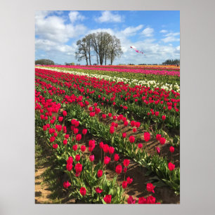 Poster Tulip Field with Kite