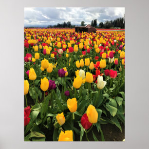 Poster Tulip Field with Old Tractor, Oregon
