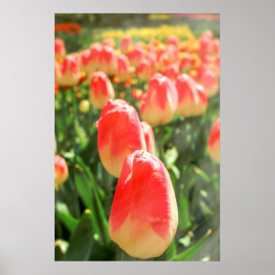 Poster Tulip Heaven