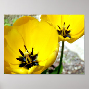 Poster Tulip Jaune