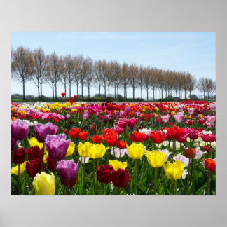 Poster Tulip rêve