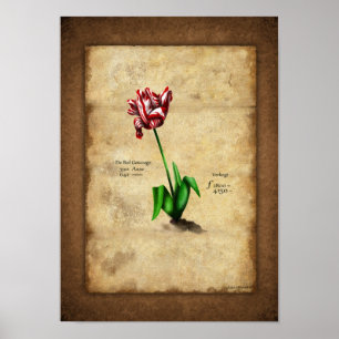 Poster Tulip (Semper Auguste)