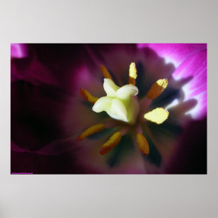 Poster Tulipe