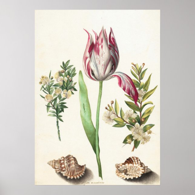 Poster Tulipe avec coquillages Illustration botanique (Devant)