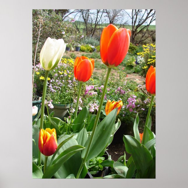 Poster Tulipe blanche rouge Tulipe printemps Nature Poste (Devant)