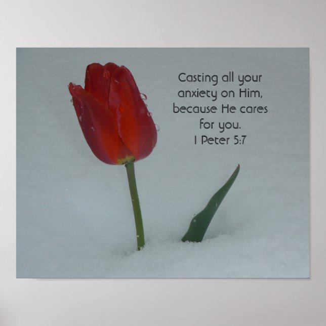 Poster Tulipe dans la neige (Devant)