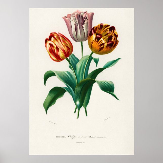 Poster Tulipe de Didier (Tulipa gesneriana) (Devant)