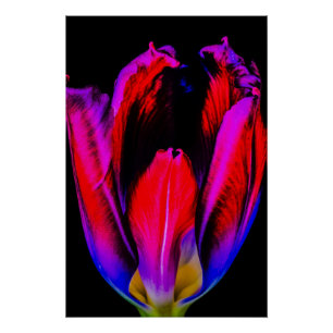 Poster Tulipe de Neon Glow