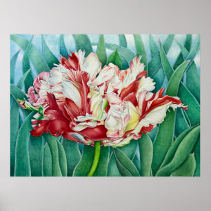 Poster Tulipe de perroquet