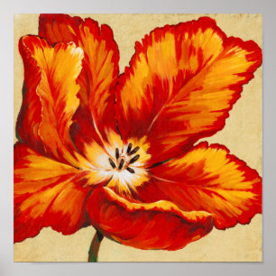 Poster Tulipe de perroquet I