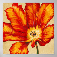Tulipe de perroquet II