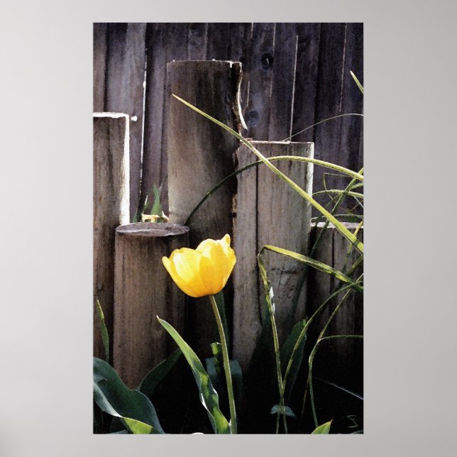 Poster Tulipe jaune (Devant)