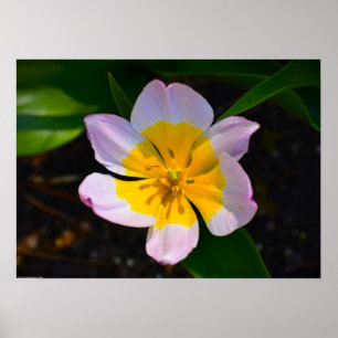 Poster Tulipe Lilac Wonder,