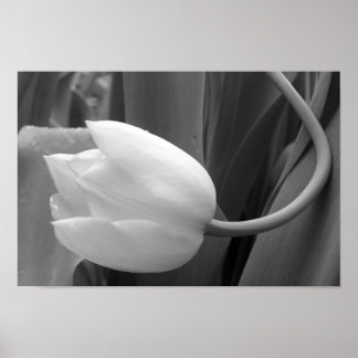 Poster Tulipe noire et blanche