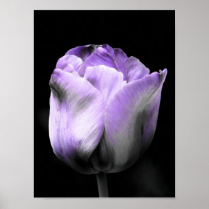 Poster Tulipe pourpre et en niveaux de gris