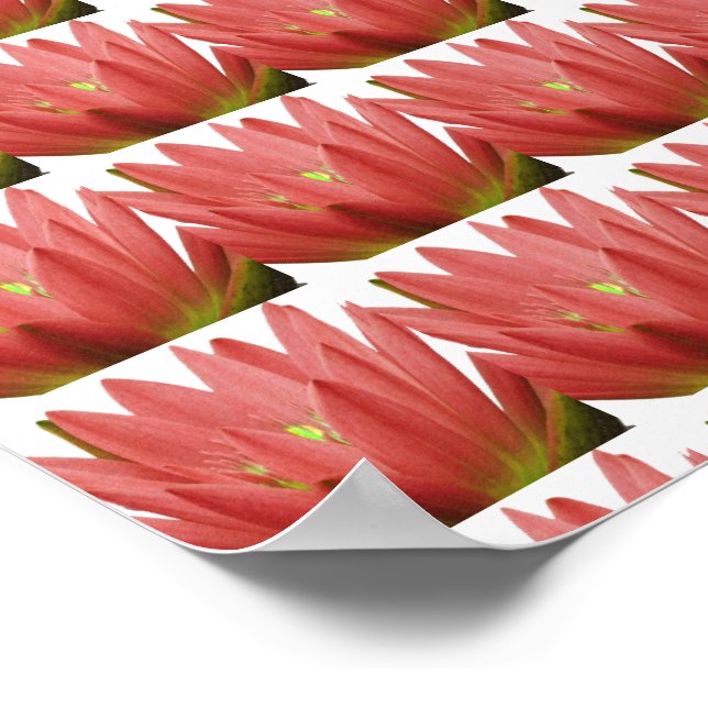 Poster Tulipe rose (Coin)