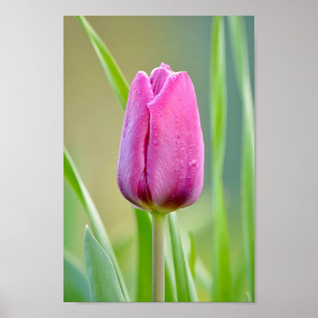 Poster Tulipe rose (Devant)