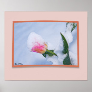 Poster Tulipe rose couverte de neige