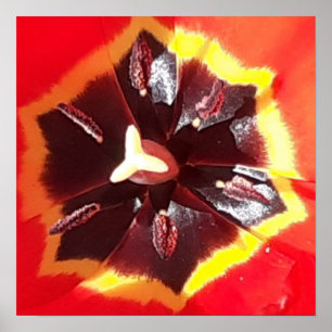 Poster Tulipe rouge écarlate