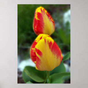 Poster tulipe rouge jaune