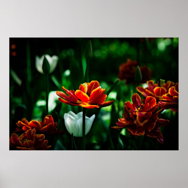 Poster Tulipe rouge - Sa Majesté le roi (Devant)