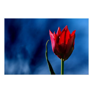Poster Tulipe rouge vif sur arrière - plan bleu foncé