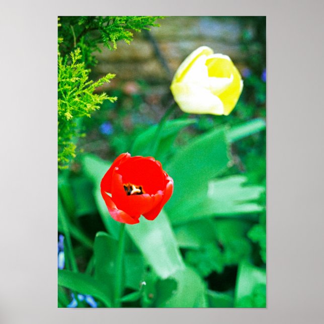 Poster Tulipes (Devant)
