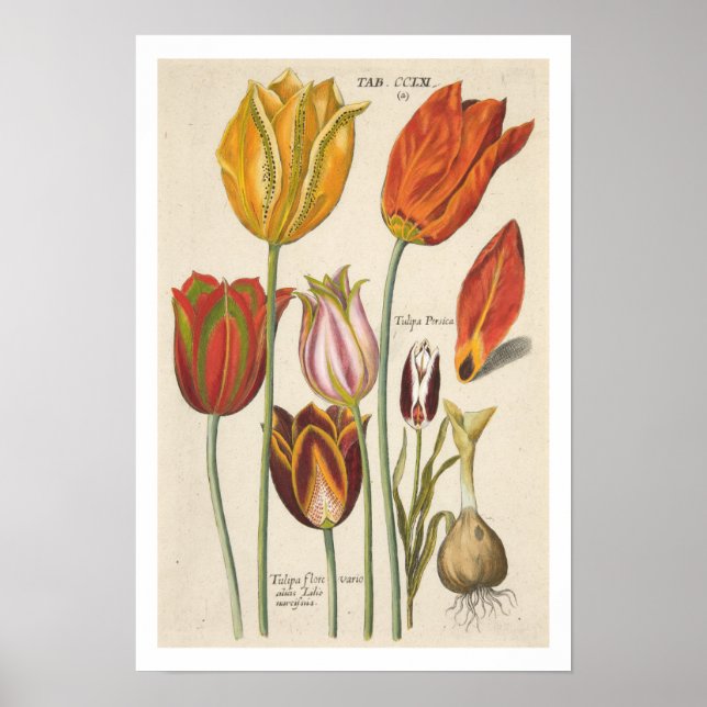 Poster Tulipes (Devant)
