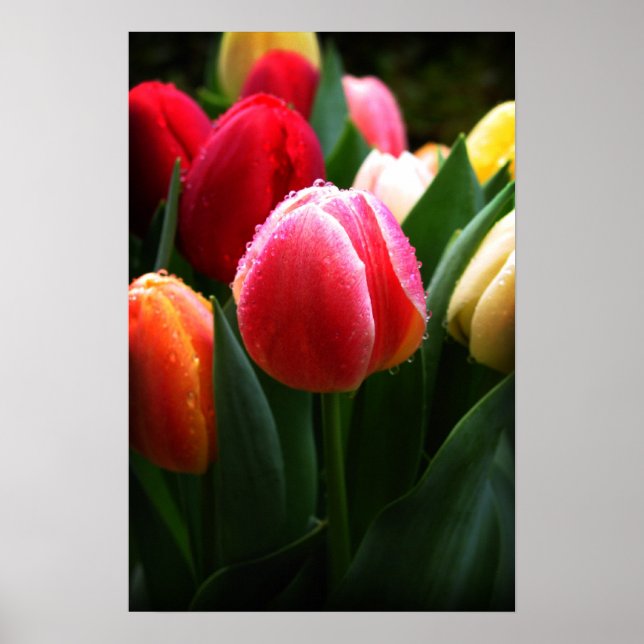 Poster Tulipes (Devant)