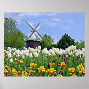 Poster Tulipes