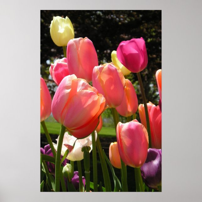 Poster tulipes (Devant)