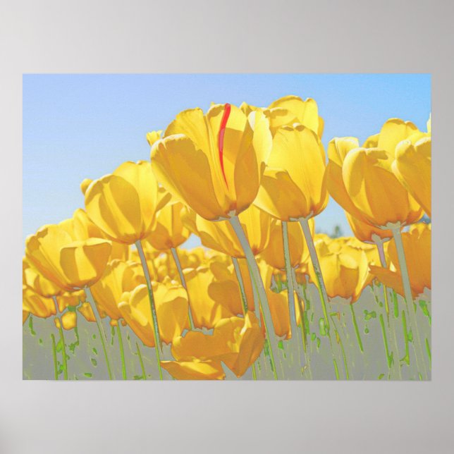 Poster tulipes (Devant)