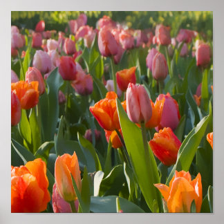 Poster Tulipes