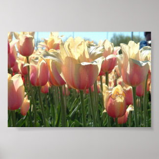 Poster Tulipes