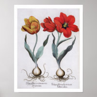 Tulipes : 1.Tulipa globosa serotina cinnabrio colo
