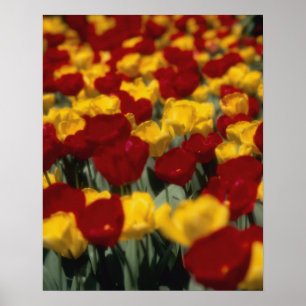 Poster Tulipes 2