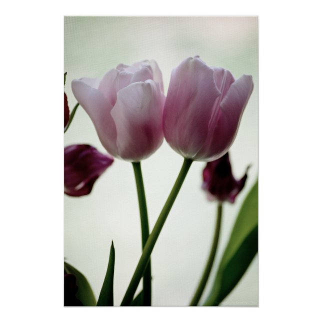 Poster Tulipes 3259 (Devant)
